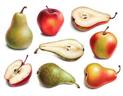 Pears and apples. Illustrations and pattern designs