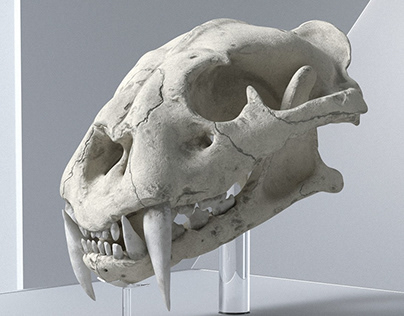 Tiger Skull