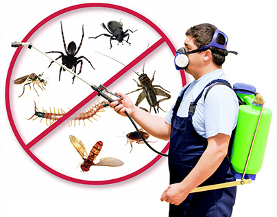 Pest Control Services Hollywood, Florida