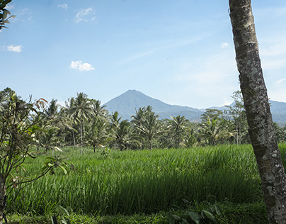 A large paddy field with mountain view
