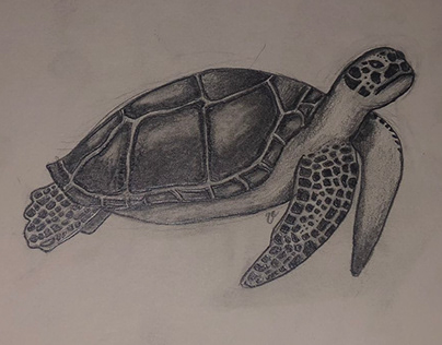 desenho-Tartaruga marinha
