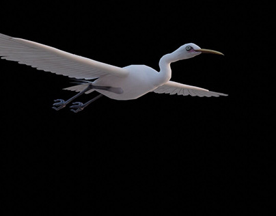 Swan Animation Model