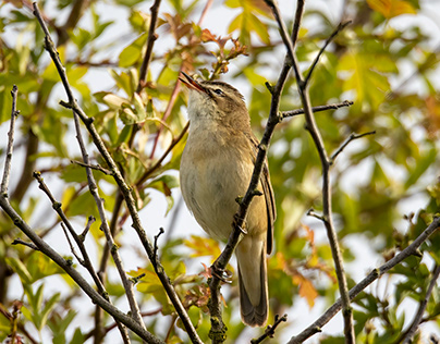 Sedge Warbler and his Song