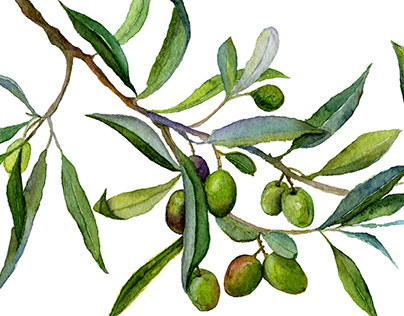 Olives branch