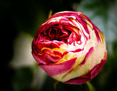 Pierre de Ronsard roses