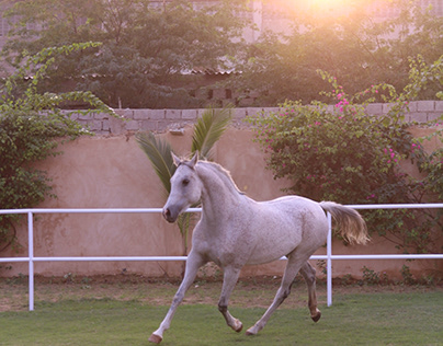 LAKHANI FARM ARIBIC HORSES