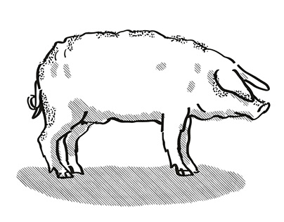 Mangalitza Pig Breed Cartoon Retro Drawing
