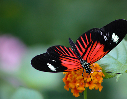 4.8.2024 Fort Worth Botanical Gardens Butterfly Exhibit