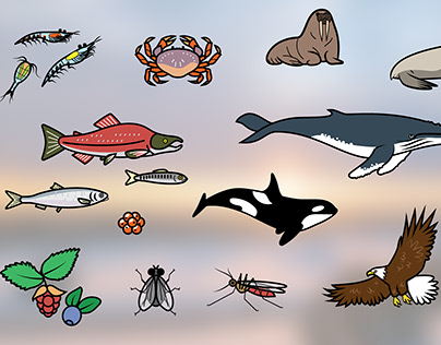 Some AK Critters for salmon food web infographic