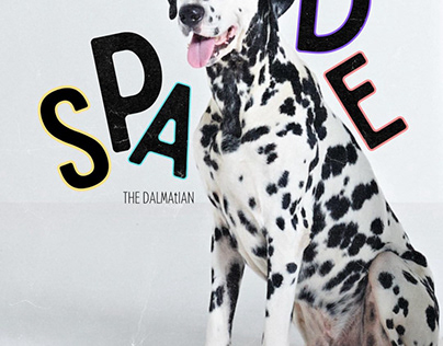 SPADE - the Dalmatian