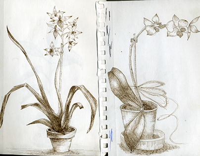 Orchids study