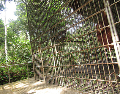 Orangutan Open Sanctuary (OOS) FZS Indonesia