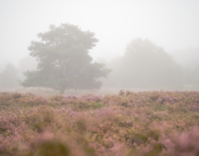 Westruper Heide in the Fog