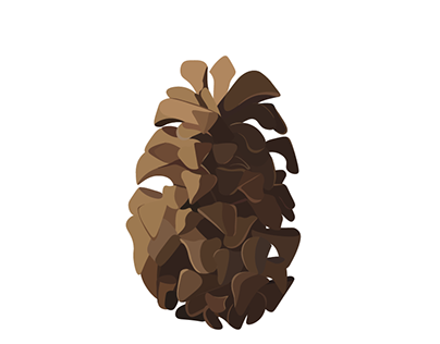 pinecone illustration