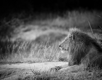 Fine Art Wildlife Photography - South African Lions