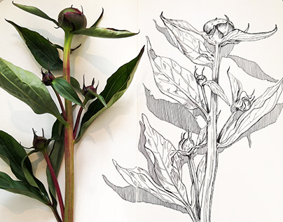 Botanical sketches 3
