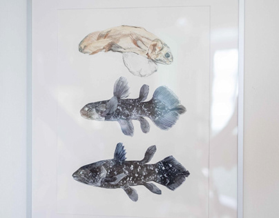 Life stages of Coelacanth