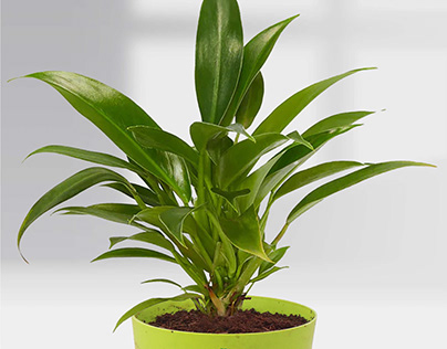 Philodendron Wendlandii (Pot plant)