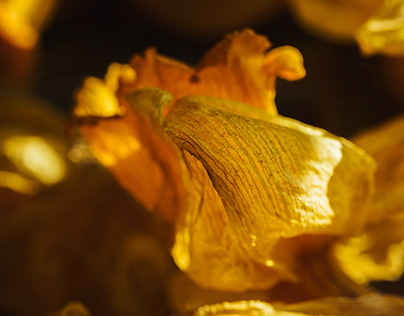 Dried Daffodil