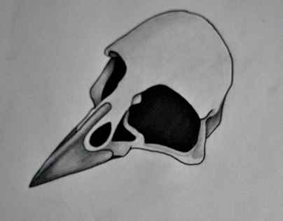 Bird Skull 5