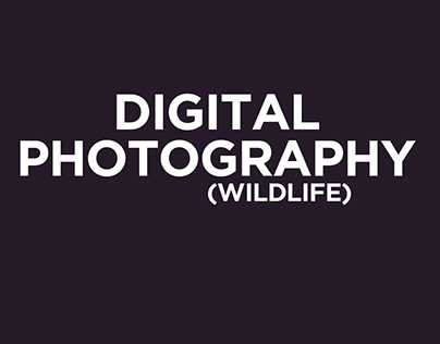 Digital Photography    (Wildlife)