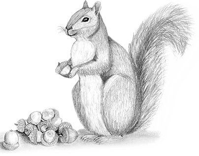 Squirrel and Acorns