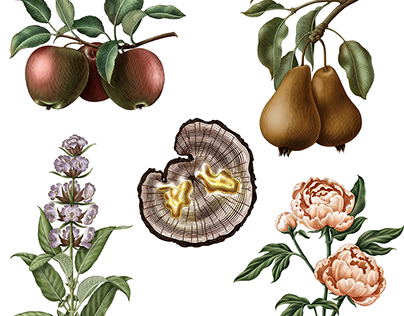 Botanical illustration for perfume