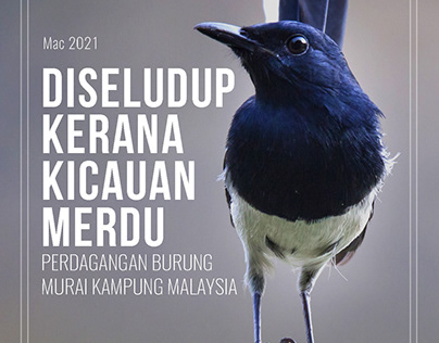 Perdagangan Burung Murai Kampung Malaysia