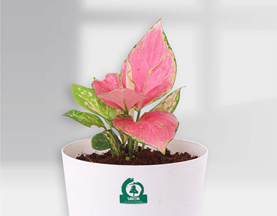 Aglaonema Red Valentine pot plant