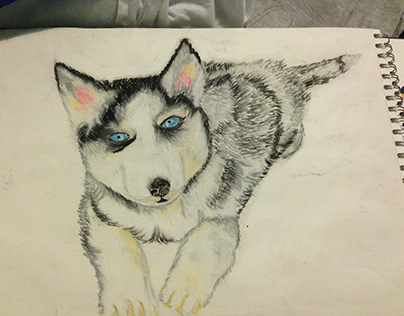 Husky pup, Colour Chalk