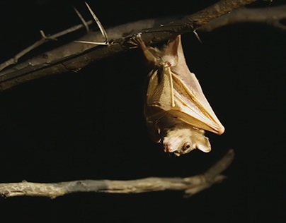African Bat Conservation Malawi