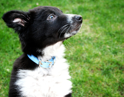 Icarus the Border Collie Mix