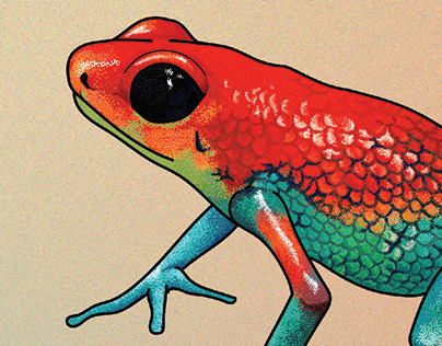 Poison Dart Frog Infographic