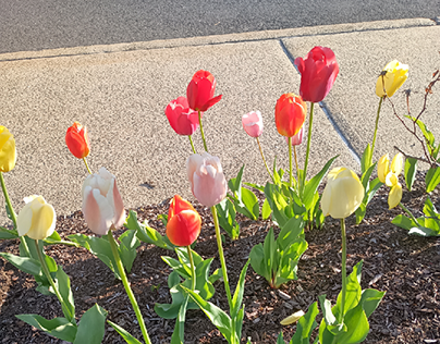 Red Pink Orange, Yellow Tulips Lining Sidewalk