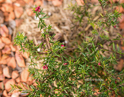 Grevillea Lavendulacea flowering.
