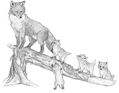 Illustration, illustrations, commissions, fox, foxes