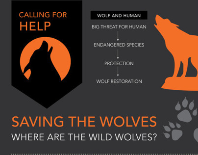 Saving the Wolves // Infographic Poster