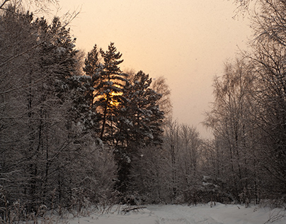 Окутывающий и уютный зимний лес ❄