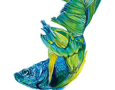Betta Fish Illustration