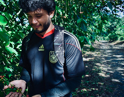 El Salvador. Cultivo de café