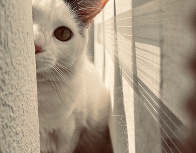 La curiosidad de la gata