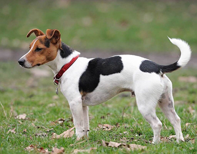Jack Russell Chihuahua Mix: All About the Spunky Breed