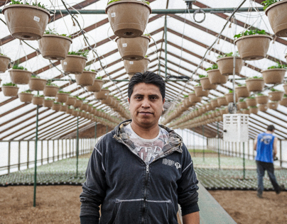 Portrait Travailleur en serres / Greenhouse worker
