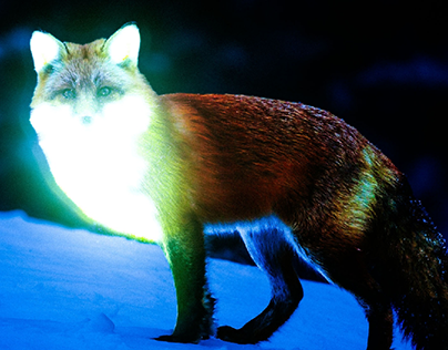 glowing fox