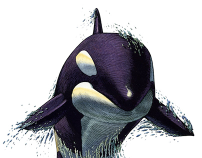 Orca Whale Illustration