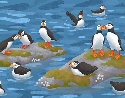Drawing puffins for a kids magazine 1