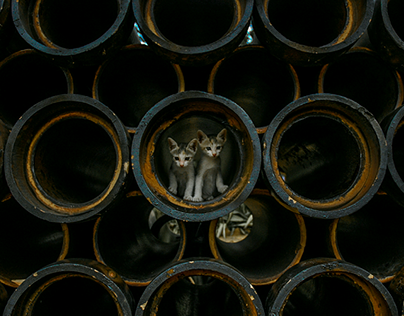 Kittens in pipes