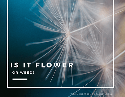 Is it flower or weed