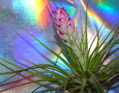Blooming Hologram