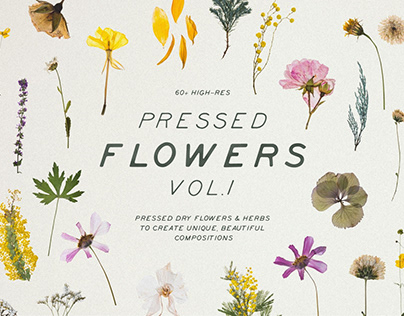 PRESSED FLOWERS PRINTS AND COLLECTION